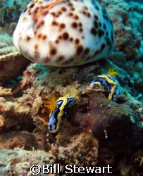 "Meet by the Cowrie Shell"   Two nudibranch's near a Cowr... by Bill Stewart 